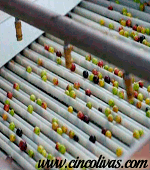 Spülung_und_Reinigung_Olivenöl3