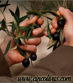 Ernte_Olivenöl3