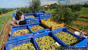 Transport_und_Aufnahme_Olivenöl1